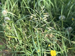 Avenula pubescens