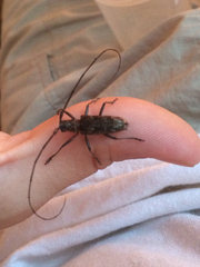 Monochamus carolinensis