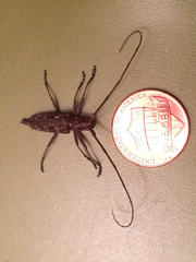 Monochamus carolinensis