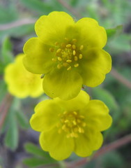 Potentilla heptaphylla