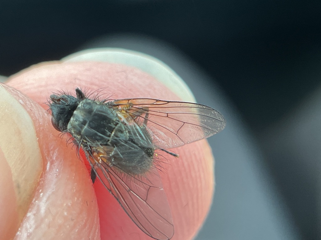 Polietes hirticrus