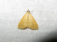 Anania crocealis