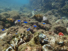 Pomacentrus auriventris