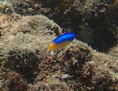 Pomacentrus auriventris