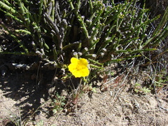 Menodora robusta