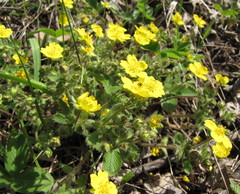 Potentilla heptaphylla