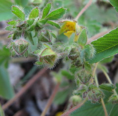 Potentilla heptaphylla
