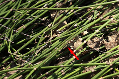 Equisetum × moorei
