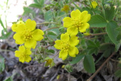 Potentilla heptaphylla