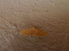 Notarcha quaternalis