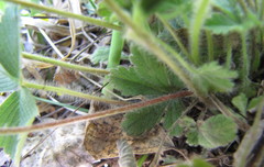 Potentilla heptaphylla