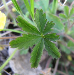 Potentilla heptaphylla
