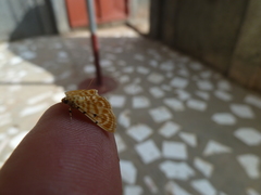 Notarcha quaternalis