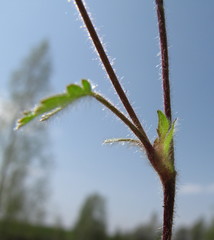 Potentilla heptaphylla