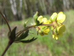 Potentilla heptaphylla