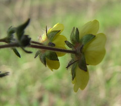 Potentilla heptaphylla