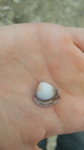 Corbicula fluminalis