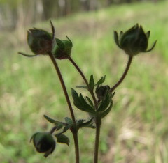 Potentilla heptaphylla