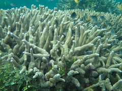 Porites cylindrica