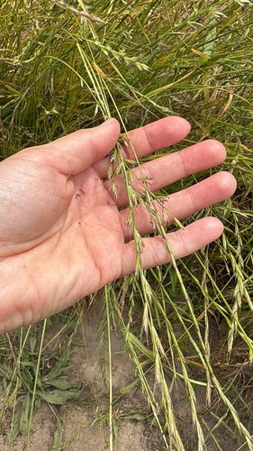 iNaturalist observation photo of Ryegrasses