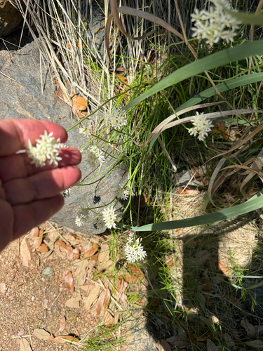 Allium fraseri