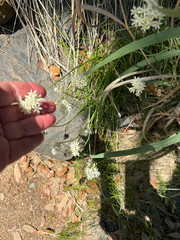 Allium fraseri