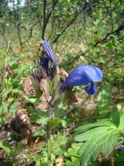 Dracocephalum grandiflorum