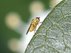 Chlorops