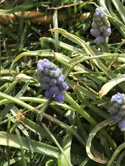 Muscari botryoides