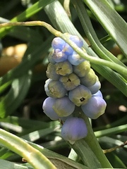 Muscari botryoides