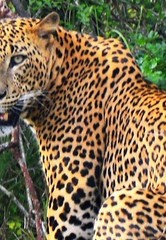 Panthera pardus kotiya