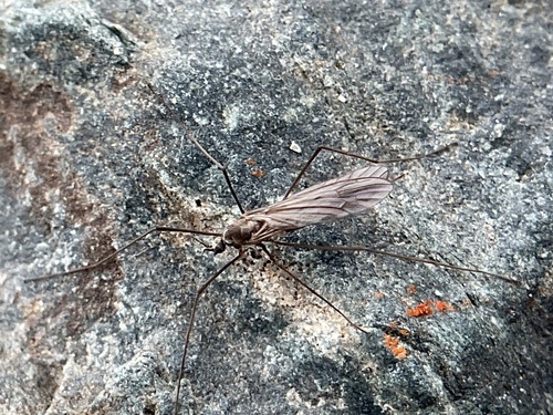 Rhabdomastix edwardsi