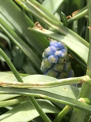 Muscari botryoides
