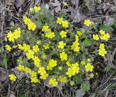 Potentilla heptaphylla