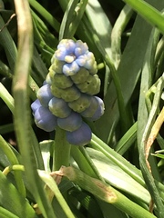 Muscari botryoides