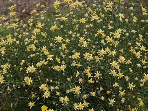 Avistamiento Genista umbellata