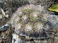 Mammillaria compressa