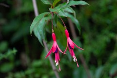 Fuchsia regia