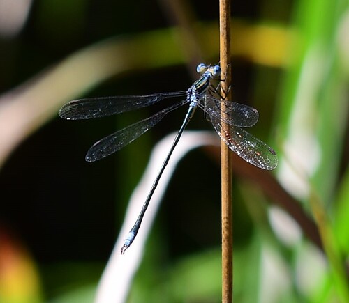 Common Spreadwing