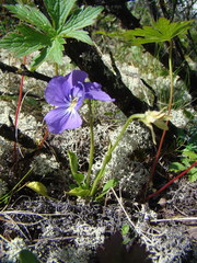 Viola altaica