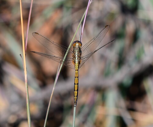 Epaulet Skimmer