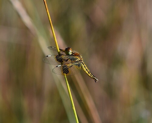 Yellow-veined Widow