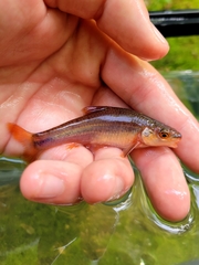 Highback Chub photo 2