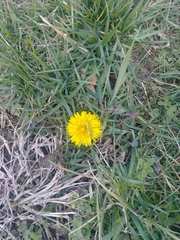 Taraxacum officinale