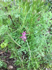 Fumaria muralis boraei