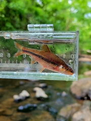 Highback Chub photo 5