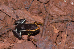 Eleutherodactylus iberia