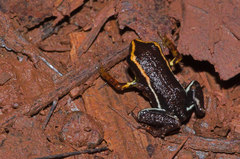 Eleutherodactylus iberia