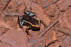 Eleutherodactylus iberia