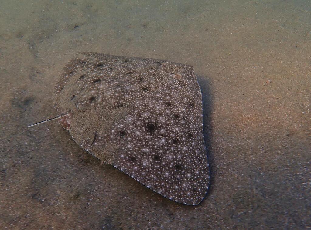 Longsnout butterfly ray (Gymnura crebripunctata) — Gymnuridae